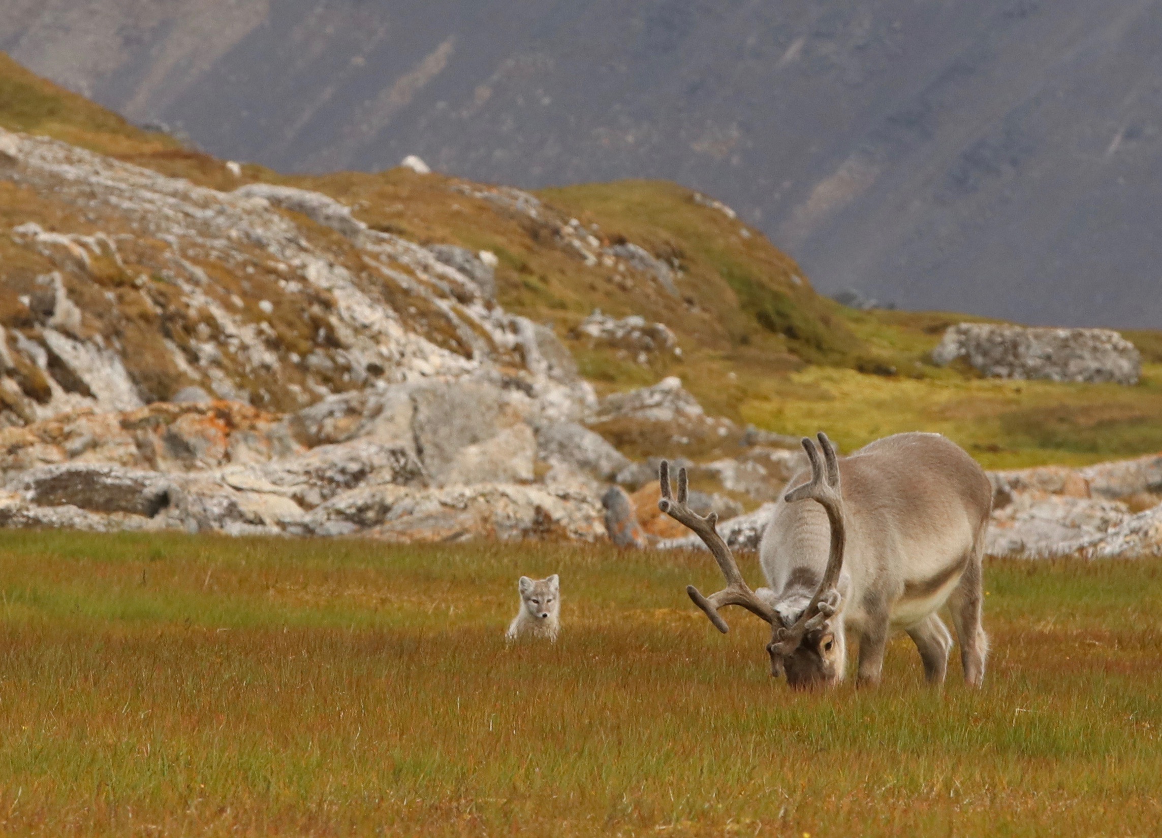 Arctic reindeer and arctic fox - DomesticAdventurer